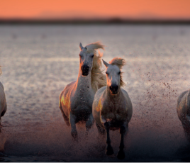 Chevaux camarguais