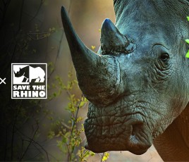 INDASA x SAVE THE RHINO