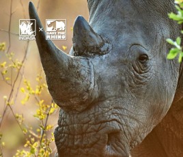 By the Rhyno for the Rhino
