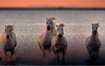 Chevaux camarguais