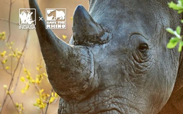 By the Rhyno for the Rhino